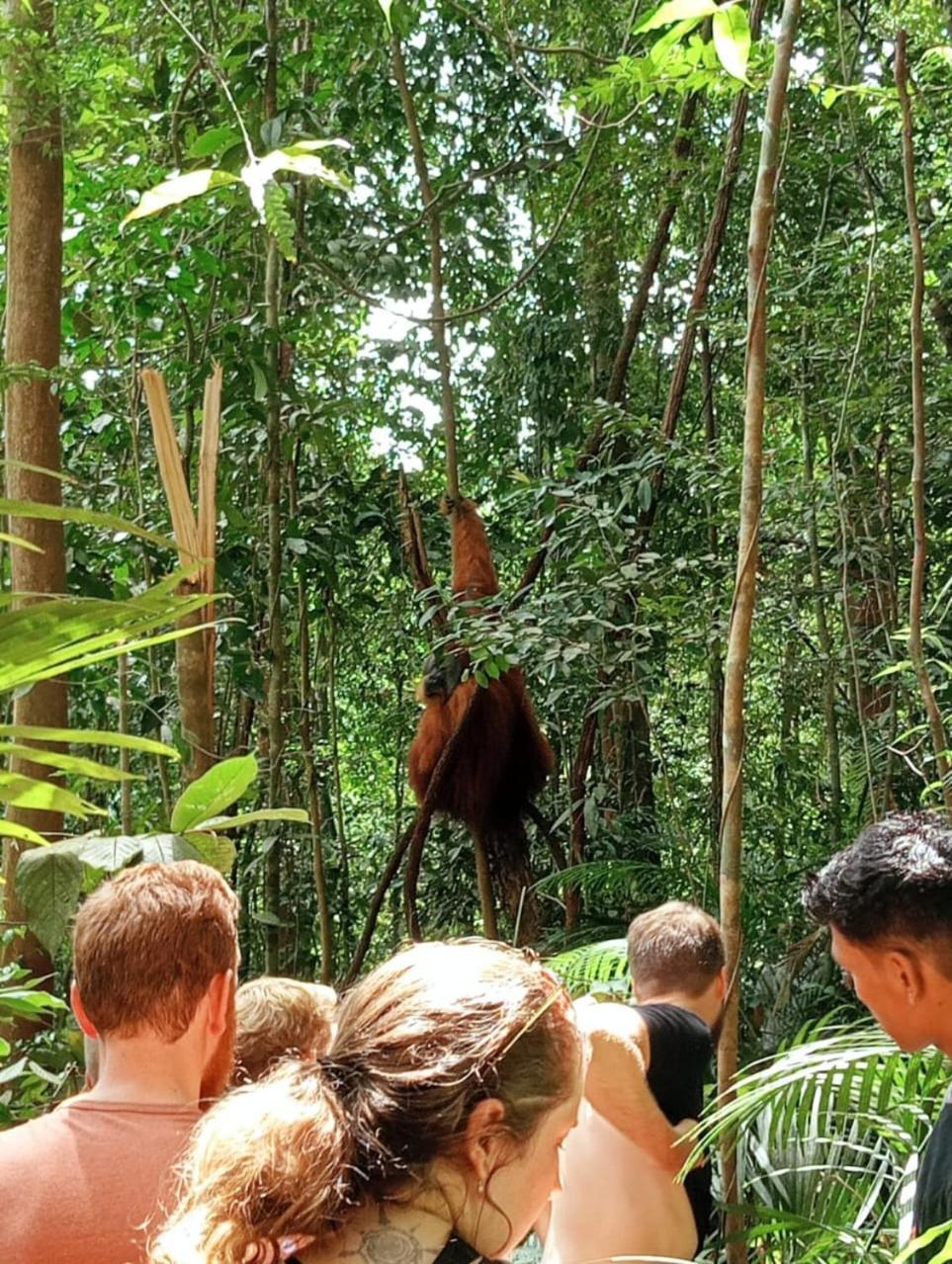 Bukit Lawang Landak River Guest House Exterior foto