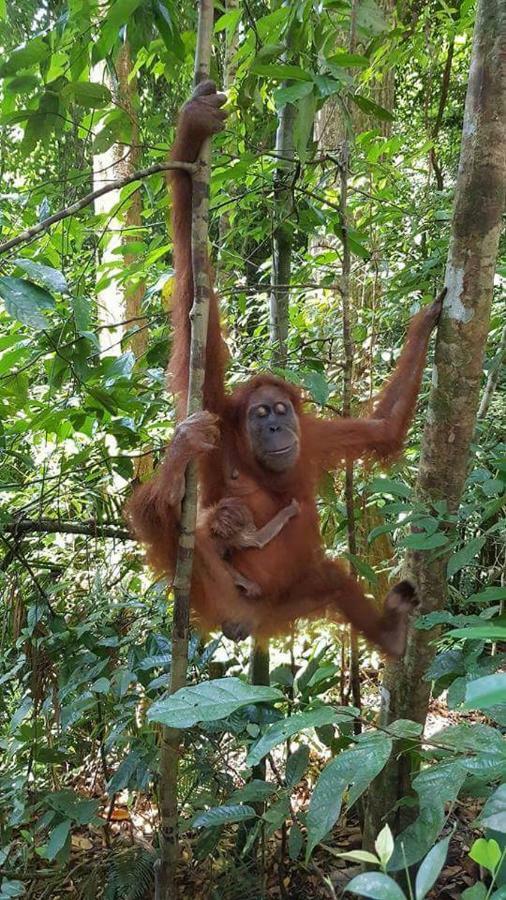 Bukit Lawang Landak River Guest House Exterior foto