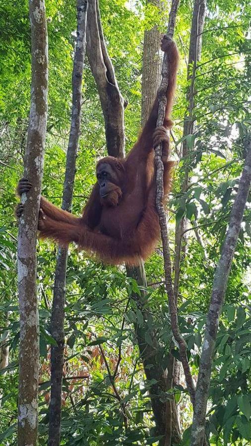 Bukit Lawang Landak River Guest House Exterior foto