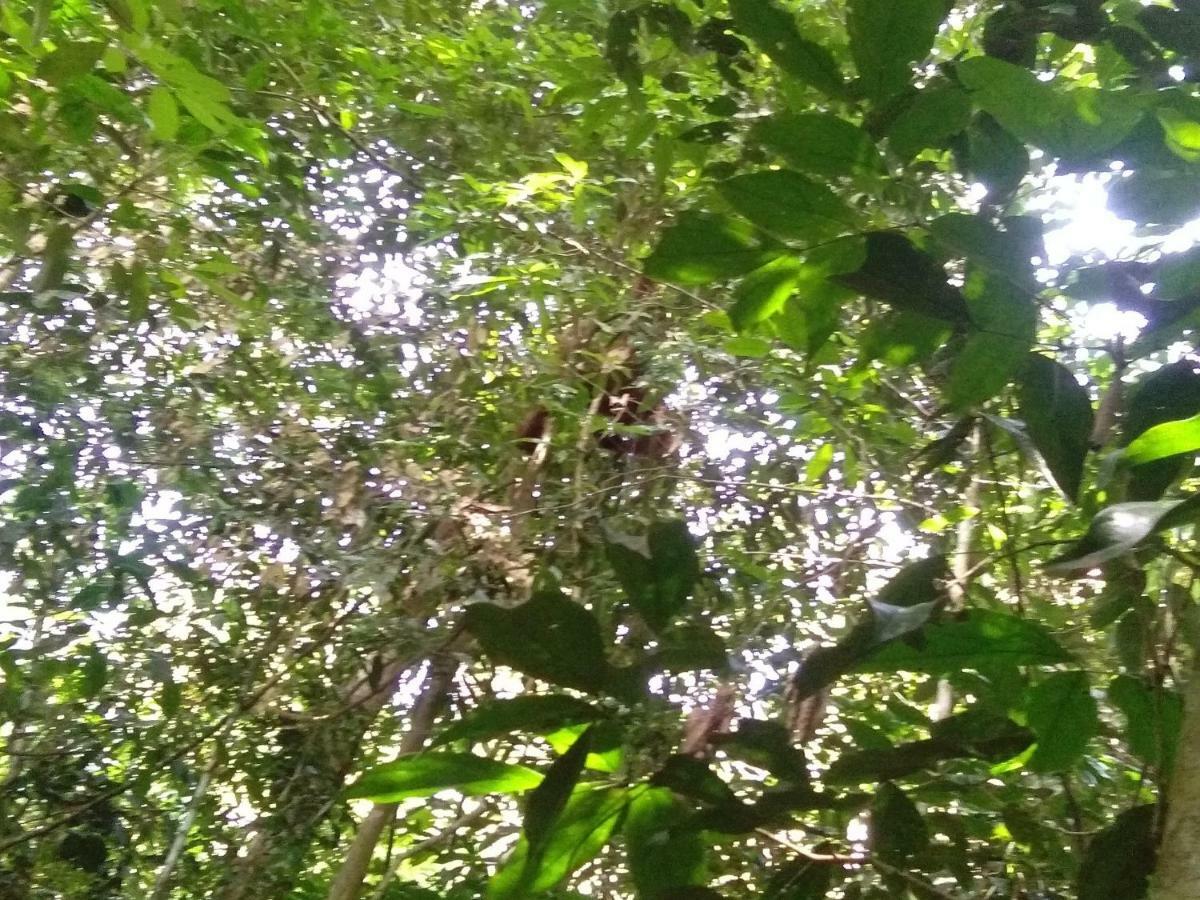 Bukit Lawang Landak River Guest House Exterior foto