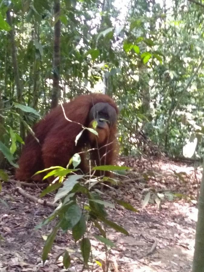 Bukit Lawang Landak River Guest House Exterior foto